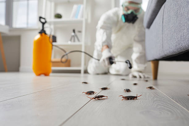 Commercial Rodent Management in Havelock